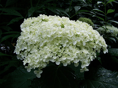 White Hydrangea, Flower Garden thumbnail