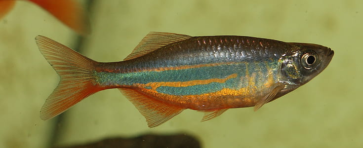 close up photo of gray fish thumbnail