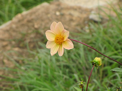 white and pink dahlia flower in selective focus photography thumbnail
