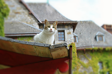 shallow focus photography of cat thumbnail