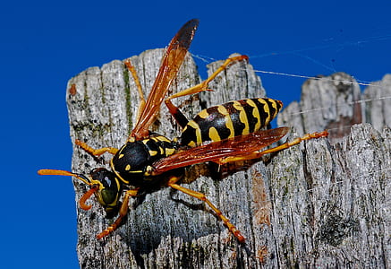 nature, animal, bee, insect thumbnail