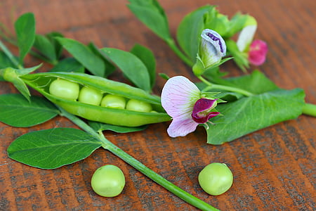 green leafed plant thumbnail