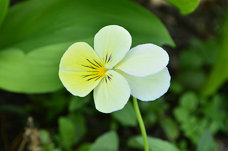 Flower, A Yellow Flower thumbnail