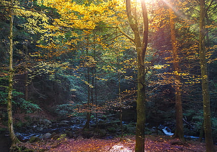 photography of forest thumbnail