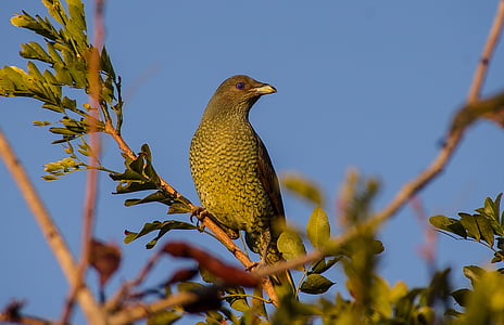 shallow focus photography of gray and green bird thumbnail