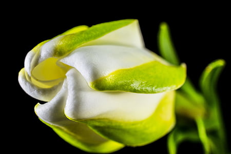 close-up photo of white and green petaled flower thumbnail