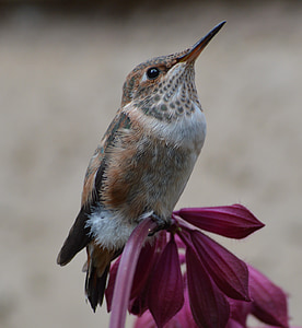 shallow focus photography of sparrow on pink flower thumbnail