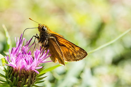 brown moth perching purple flowers at daytime thumbnail