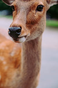 selective photography of deer thumbnail