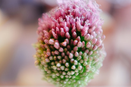 Flower close up thumbnail