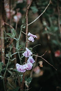 pink petaled flowers with water droplets thumbnail
