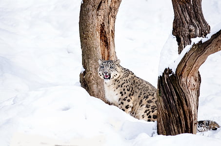brown and black leopard in daytime thumbnail