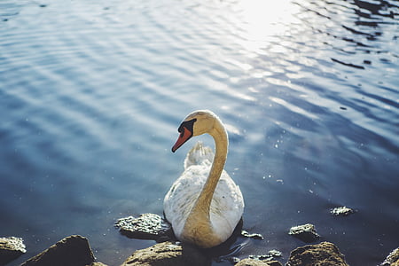 swan on body of water thumbnail