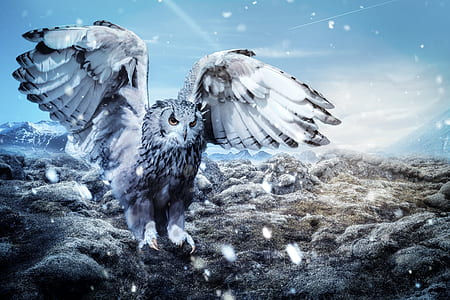 owl on rock formation thumbnail