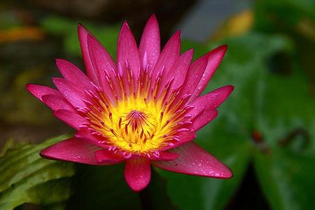 Lotus, Taiwan thumbnail