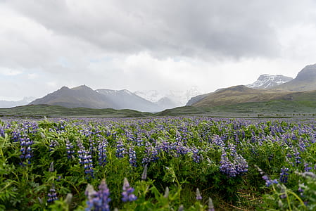 purple flowers during daytime thumbnail