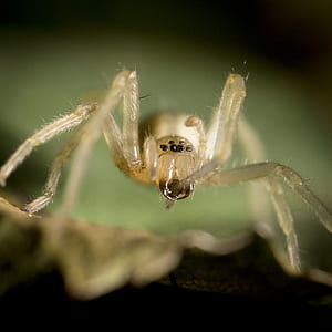 closeup photography of yellow spider thumbnail