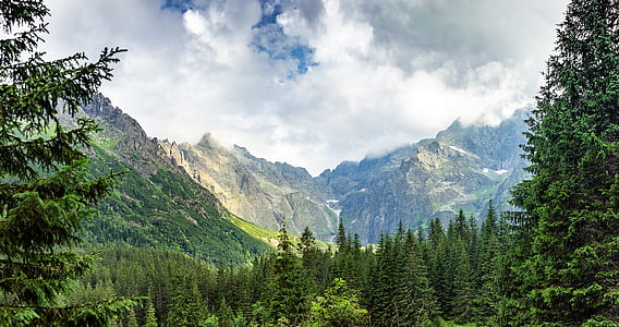 photography of green pine trees in distance of brown mountain thumbnail