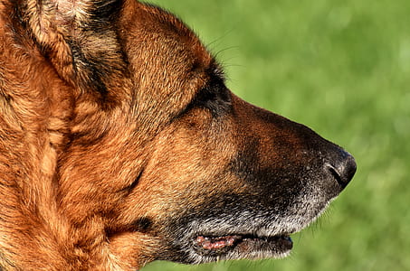 adult tan German shepherd close-up photography thumbnail