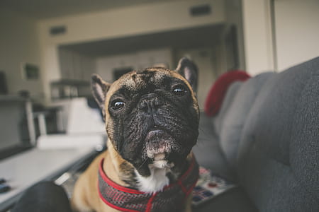 dog, puppy, pug, couch, sofa, bulldog thumbnail
