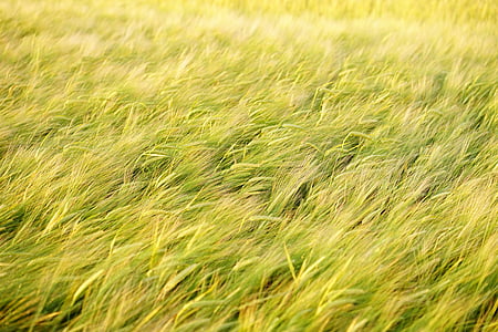 grass field thumbnail