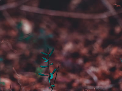 green leafed plant thumbnail