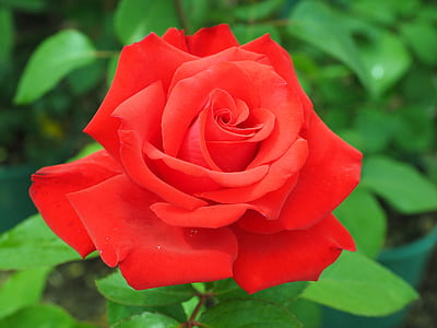 selective focus photography of red rose flower at daytime thumbnail