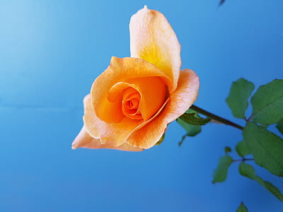 orange rose with green leaves thumbnail
