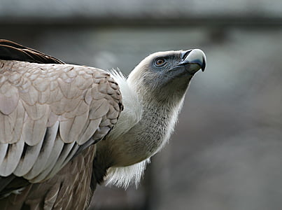 selective focus of brown and white eagle thumbnail