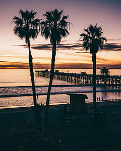 photography of three palm trees thumbnail