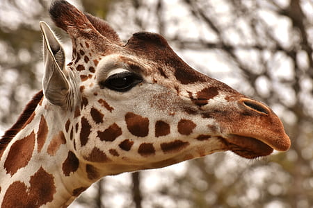 closeup photography of giraffe head thumbnail