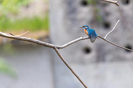 selective focus photography of blue Kingfisher bird perched on tree branch at daytime thumbnail