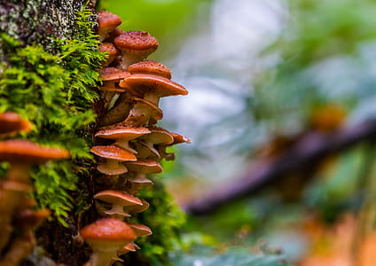 brown mushroom on tree thumbnail