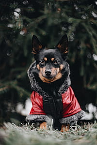Small dog with warm jacket thumbnail