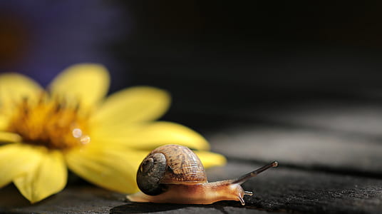 snail on floor thumbnail