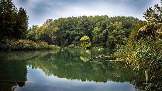 green leaf trees beside body of water thumbnail