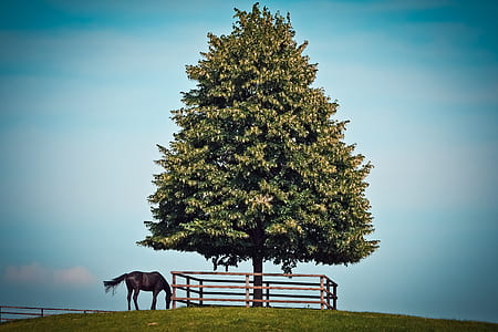 brown horse near green tree foliage thumbnail