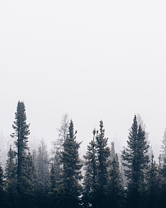 green pine trees during winter season thumbnail