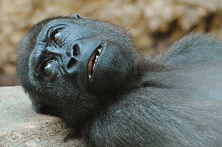 monkey resting on rock thumbnail
