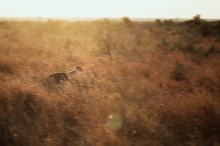 Cheetah running on wild thumbnail