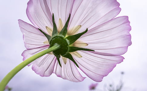 shallow focus photography of purple flower thumbnail