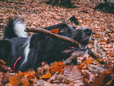 black and white dog biting a brown rod thumbnail