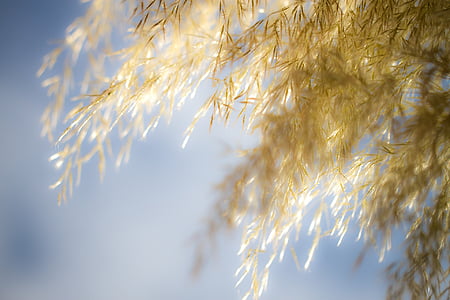 selective focus photography of brown leaf thumbnail