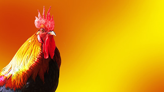photo of red and yellow rooster thumbnail