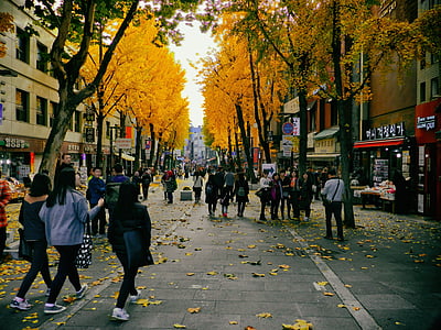 people walking on sidewalk under orange leafed trees thumbnail