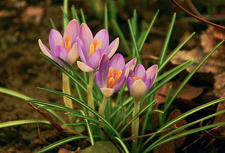 four purple flowers thumbnail