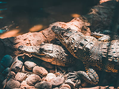 two brown crocodiles thumbnail