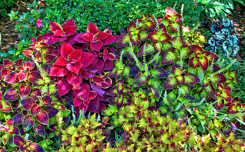 green, yellow, and beige coleus plants thumbnail
