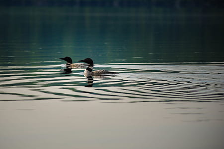 two ducks floating on water thumbnail