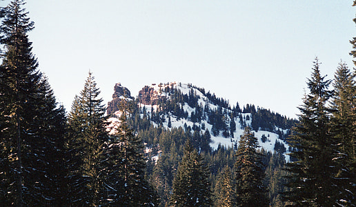 spruce trees overlooking snow-coated mountain during daytime thumbnail